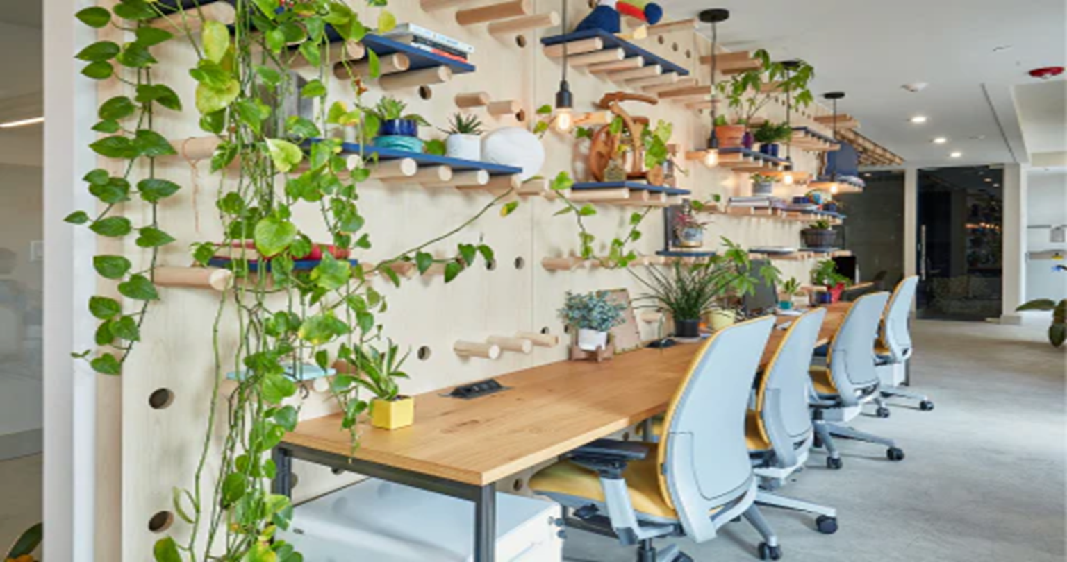 Best Indoor Office Plants