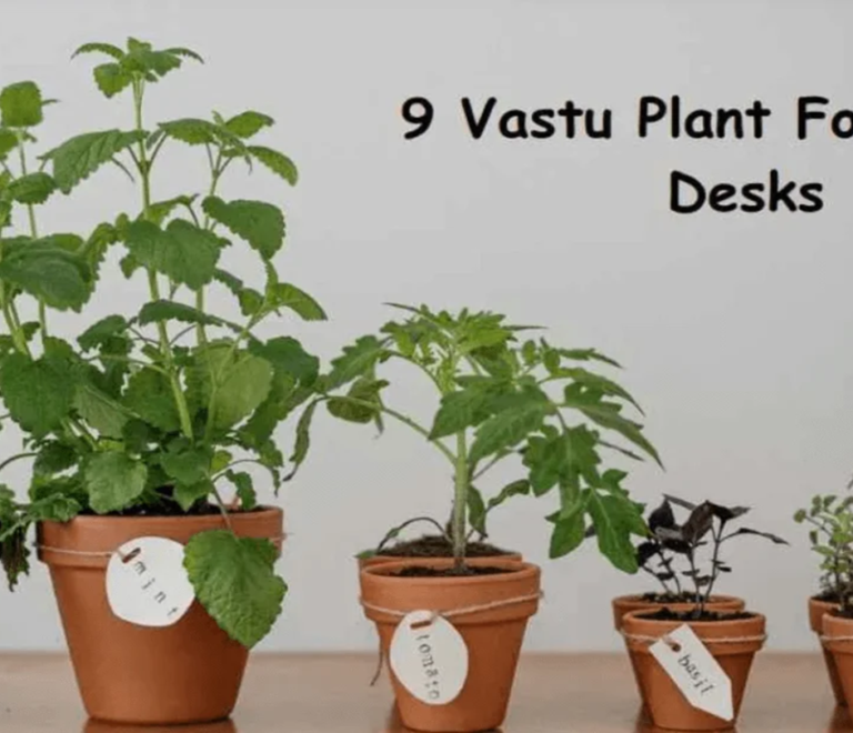 Vastu Plants for Office That Bring Growth and Steady Positive Energy