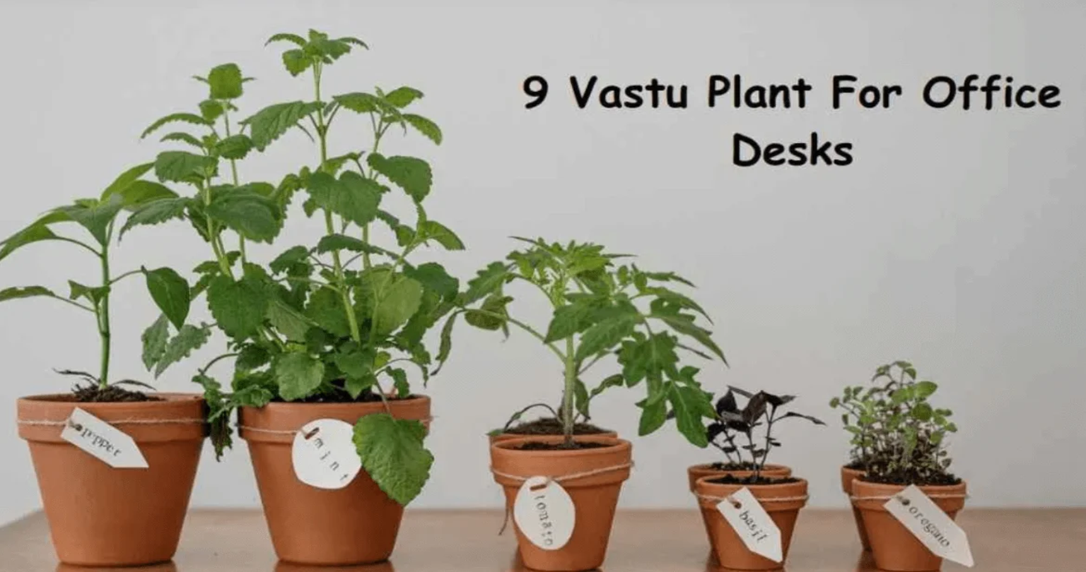 Vastu Plants for Office